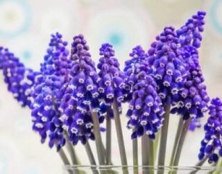 葡萄风信子花语