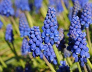 葡萄风信子花语