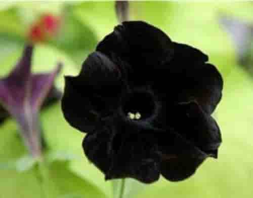 世界上花语最黑暗的花，黑玫瑰/水晶兰等