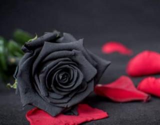 世界上花语最黑暗的花，黑玫瑰/水晶兰等