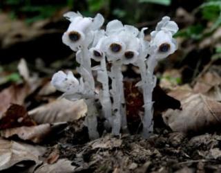 世界上花语最黑暗的花，黑玫瑰/水晶兰等