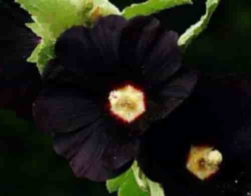 世界上花语为复仇的花，黑色曼陀罗/黑百合/天仙子等