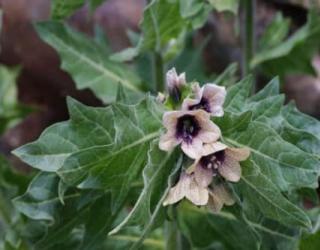 世界上花语为复仇的花，黑色曼陀罗/黑百合/天仙子等