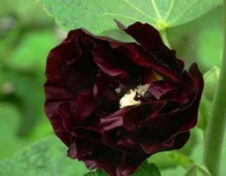 世界上花语为复仇的花，黑色曼陀罗/黑百合/天仙子等