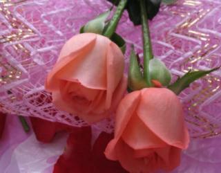 白玫瑰和粉玫瑰的寓意