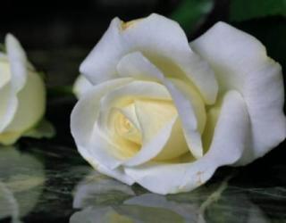 白玫瑰和粉玫瑰的寓意