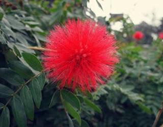 红色蒲公英的花语