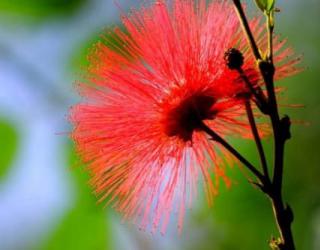 红色蒲公英的花语