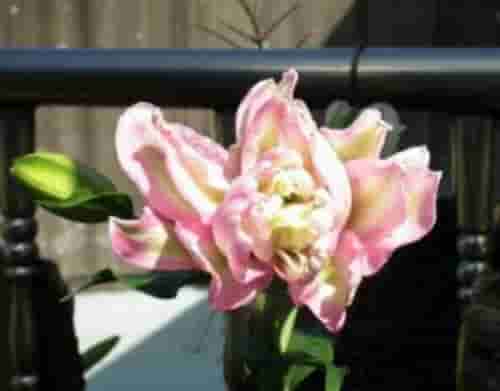 重瓣百合花语是什么，百年好合/庄严清纯/友情等