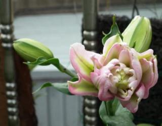 重瓣百合花语是什么，百年好合/庄严清纯/友情等