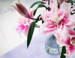 重瓣百合花语是什么，百年好合/庄严清纯/友情等