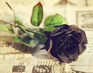 黑色玫瑰花语