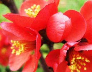 木棉花代表什么意思