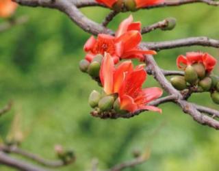 木棉花代表什么意思