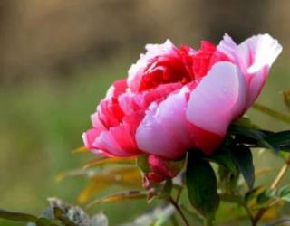 牡丹花花语和寓意