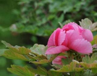 牡丹花花语和寓意