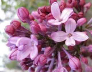 红丁香的象征寓意