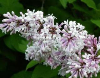 红丁香的象征寓意