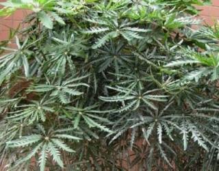 孔雀木的寓意及象征