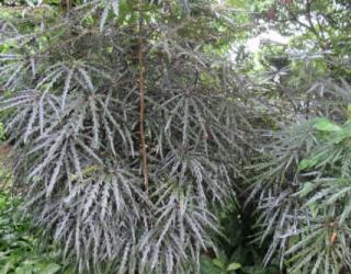 孔雀木的寓意及象征