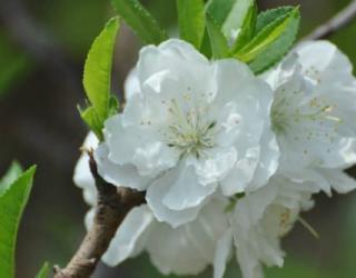 白色的桃花象征着什么