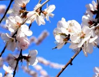 白色的桃花象征着什么