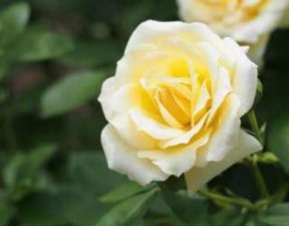 黄玫瑰花语的准确意思