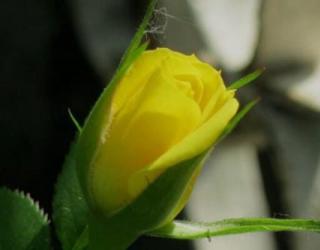 黄玫瑰花语的准确意思