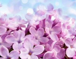 紫丁香花语和寓意