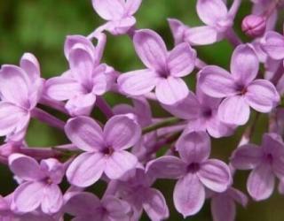 紫丁香花语和寓意