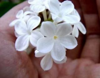 五瓣丁香的花语