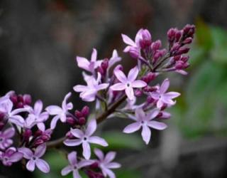 五瓣丁香的花语