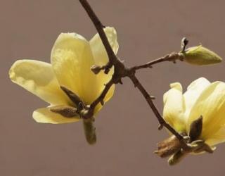 黄玉兰花的花语是什么