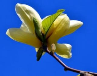 黄玉兰花的花语是什么