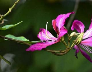 紫荆花爱情花语