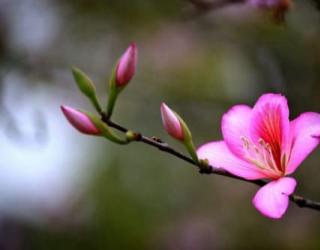 紫荆花爱情花语