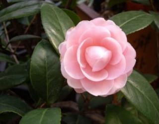 山茶花花语及代表意义