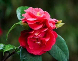 山茶花花语及代表意义