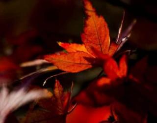 一片枫叶的寓意