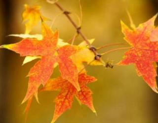 一片枫叶的寓意