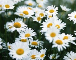 洋甘菊花语寓意