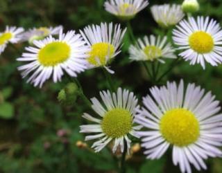 洋甘菊花语寓意