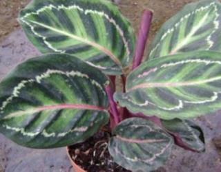 彩虹竹芋的寓意