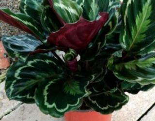 彩虹竹芋的寓意