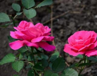 粉玫瑰花语是什么