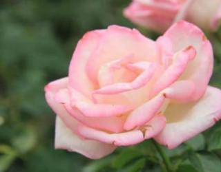 粉玫瑰花语是什么