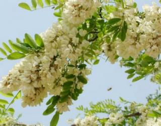 槐花的花语