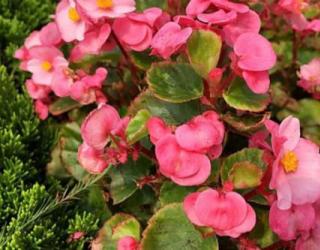 玻璃海棠的花语