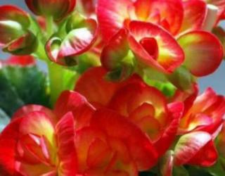 玻璃海棠的花语