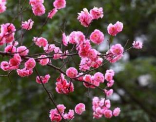 梅花的寓意和象征